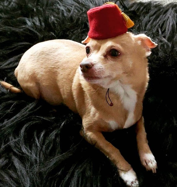 Customer photo of a pet with the Fez Hat mini small pet Cat Dog Hedgehog Vogue