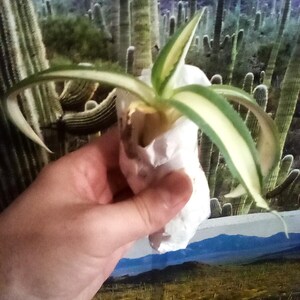 Agave Salmiana var. Ferox Mediopicata 'Alex' - アアガベ サルミアナ