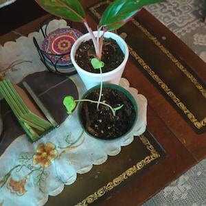 Rosa added a photo of their purchase