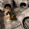 Curated visual reference: Curated Mexican Patterned Fleece For Guinea Pig Sleeping Areas Gallery View 37