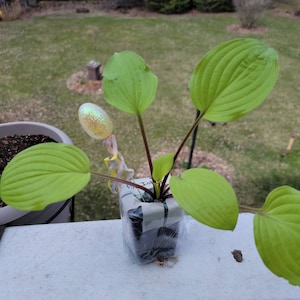 Peggy added a photo of their purchase