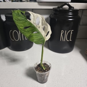 Irma added a photo of their purchase