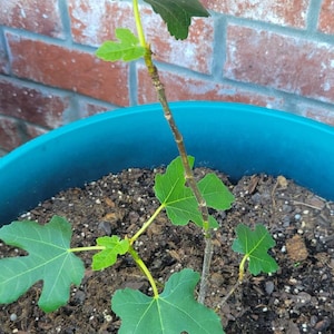 Comprador de Etsy ha añadido una foto de su compra