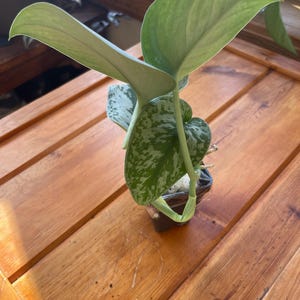 Shelly added a photo of their purchase