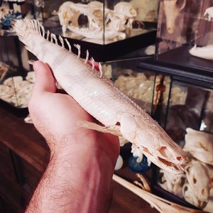 Gore ha añadido una foto de su compra