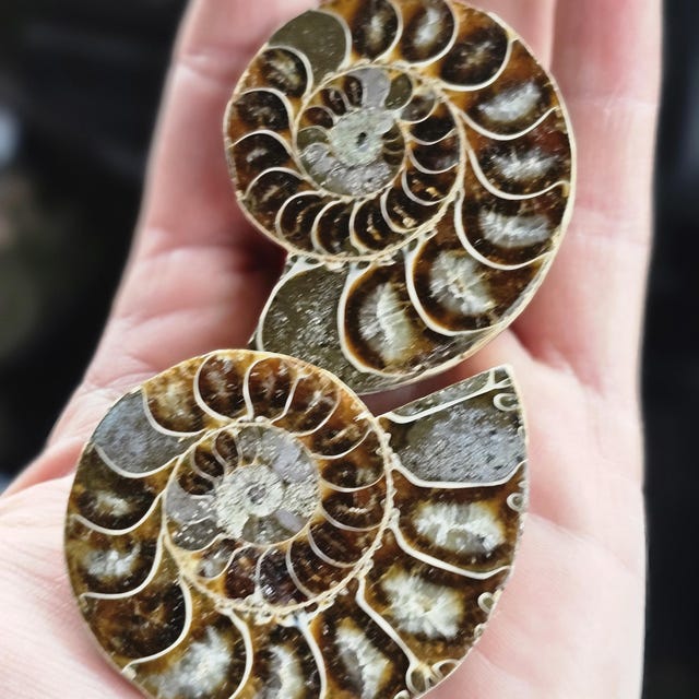 オパール化したアンモナイトの化石 - Etsy 日本