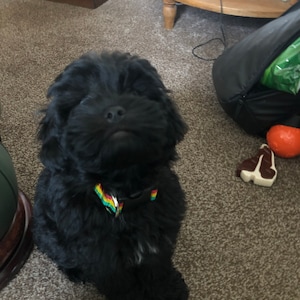 Orla added a photo of their purchase