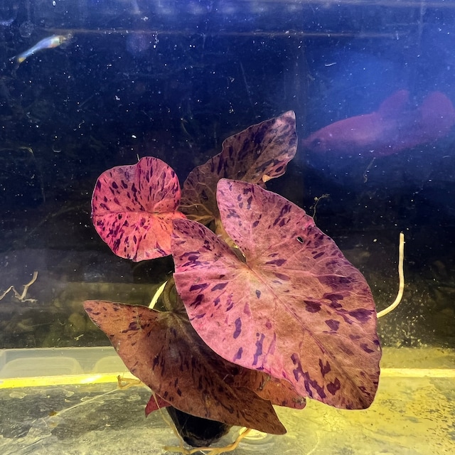 Nymphaea Aquarium Plant Bulbs Lily Bulb Pack Petco