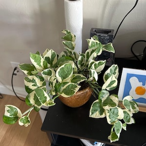 jade added a photo of their purchase