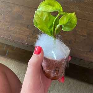 Cebu Blue Pothos Mother Plant Cost - Baltic Blue Pothos