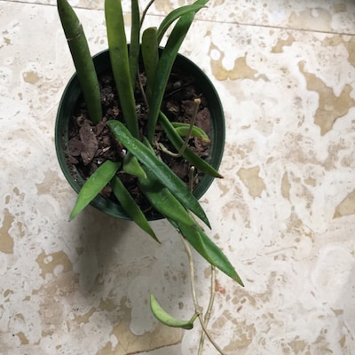 Plant Room Coloring Page - Etsy