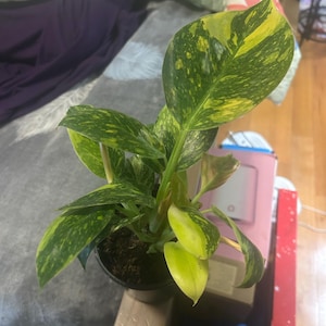 Mary added a photo of their purchase