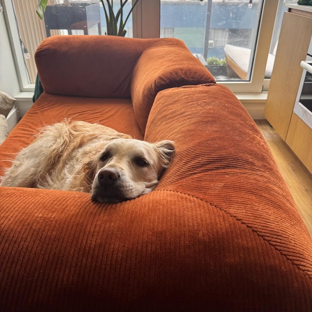 Golden retriever resting on a rust corduroy sofa beside a sunlit window, photographed by the buyer