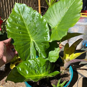 Adam added a photo of their purchase