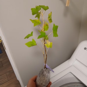 Will added a photo of their purchase