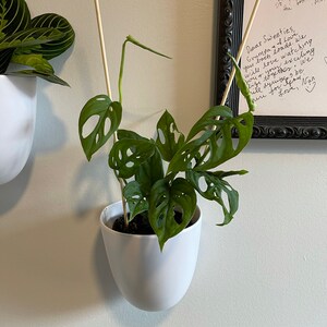 Camilla added a photo of their purchase