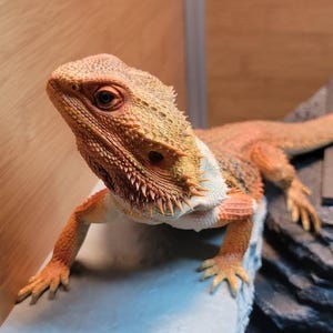 Belle hat ein Foto des gekauften Artikels hinzugefügt