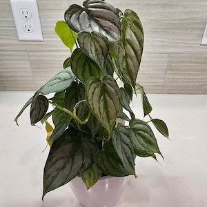 Jackie added a photo of their purchase