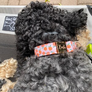 Personalized Laser Engraved Peach Dog Collar Spring Style - Etsy