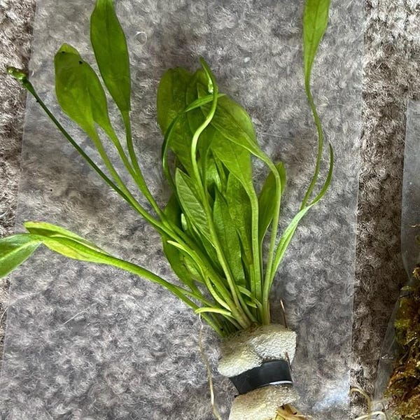 Aquatic Plants for Freshwater Aquariums