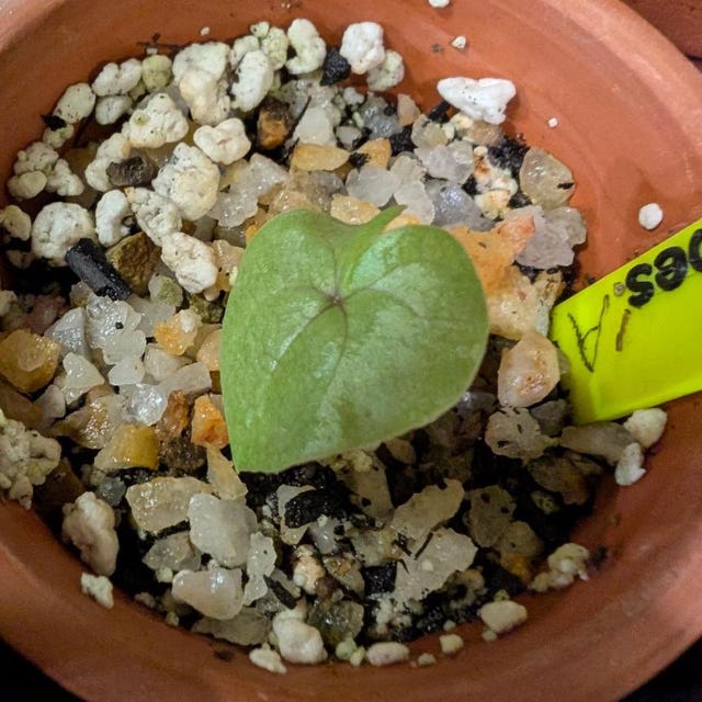 Buy Dioscorea Elephantipes L Exotic Elephant Foot L Rare Succulent