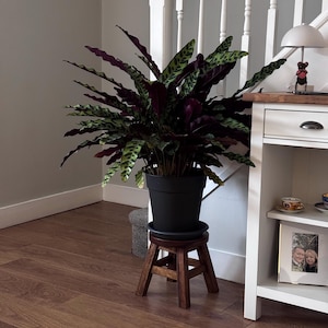 Jo added a photo of their purchase