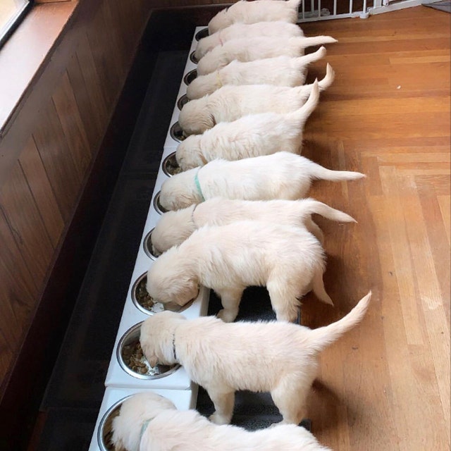 Puppy shop litter feeder
