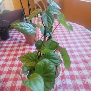 lily added a photo of their purchase