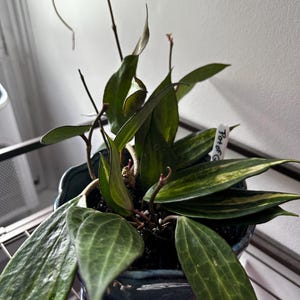 sjacques added a photo of their purchase