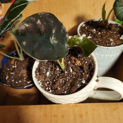 Alocasia Infernalis Kapit