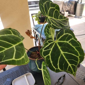 Rebekah added a photo of their purchase