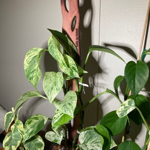 Courtney added a photo of their purchase
