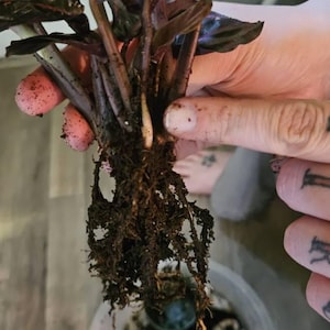 OneBowl added a photo of their purchase