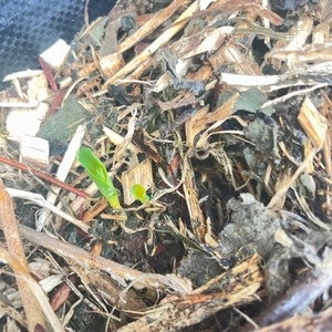 Rosemelyn ha añadido una foto de su compra