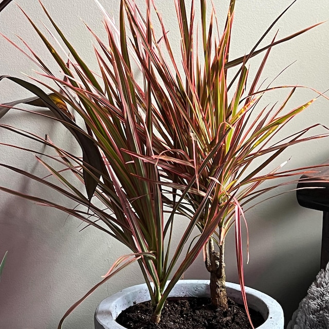 efeutute lang kaufen Epipremnum Aureum (Efeutute) (XL) kaufen? | Jaap main image 1