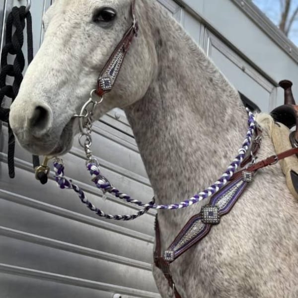 Royal Blue Large Mini Rope Halter With Royal Blue and Charcoal Braided ...