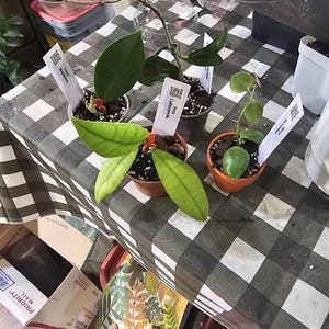 Vicky added a photo of their purchase
