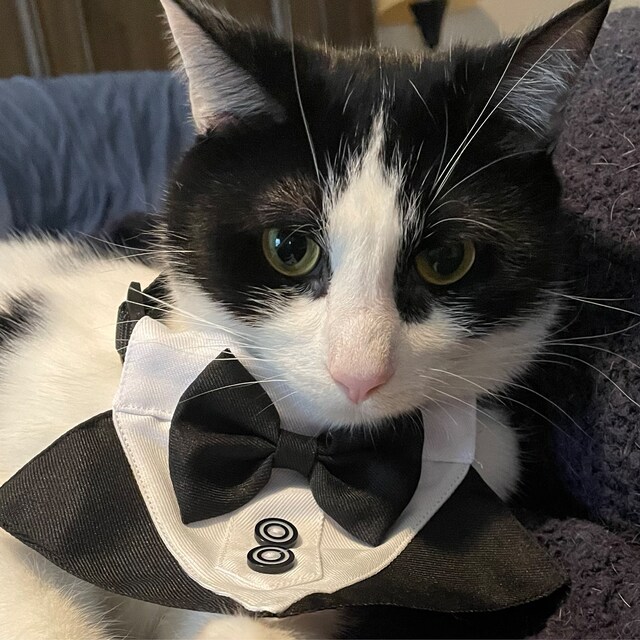 Haustier-Halsband Mit Fliege - Halloween-Skelett Design, Verstellbar Für Kleine Hunde & Katzen