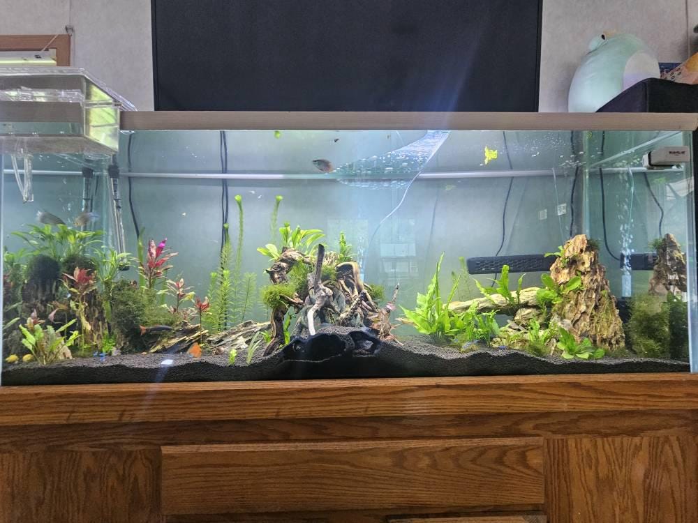 Atlantis Hidden Observation Cave | Aquarium & Terrarium Decor | Natural Hide for Fish, Plecos, Shrimp, Beetles or Reptiles