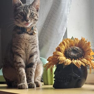 Nicola hat ein Foto des gekauften Artikels hinzugefügt