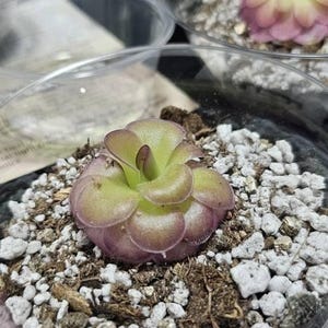 Pinguicula 