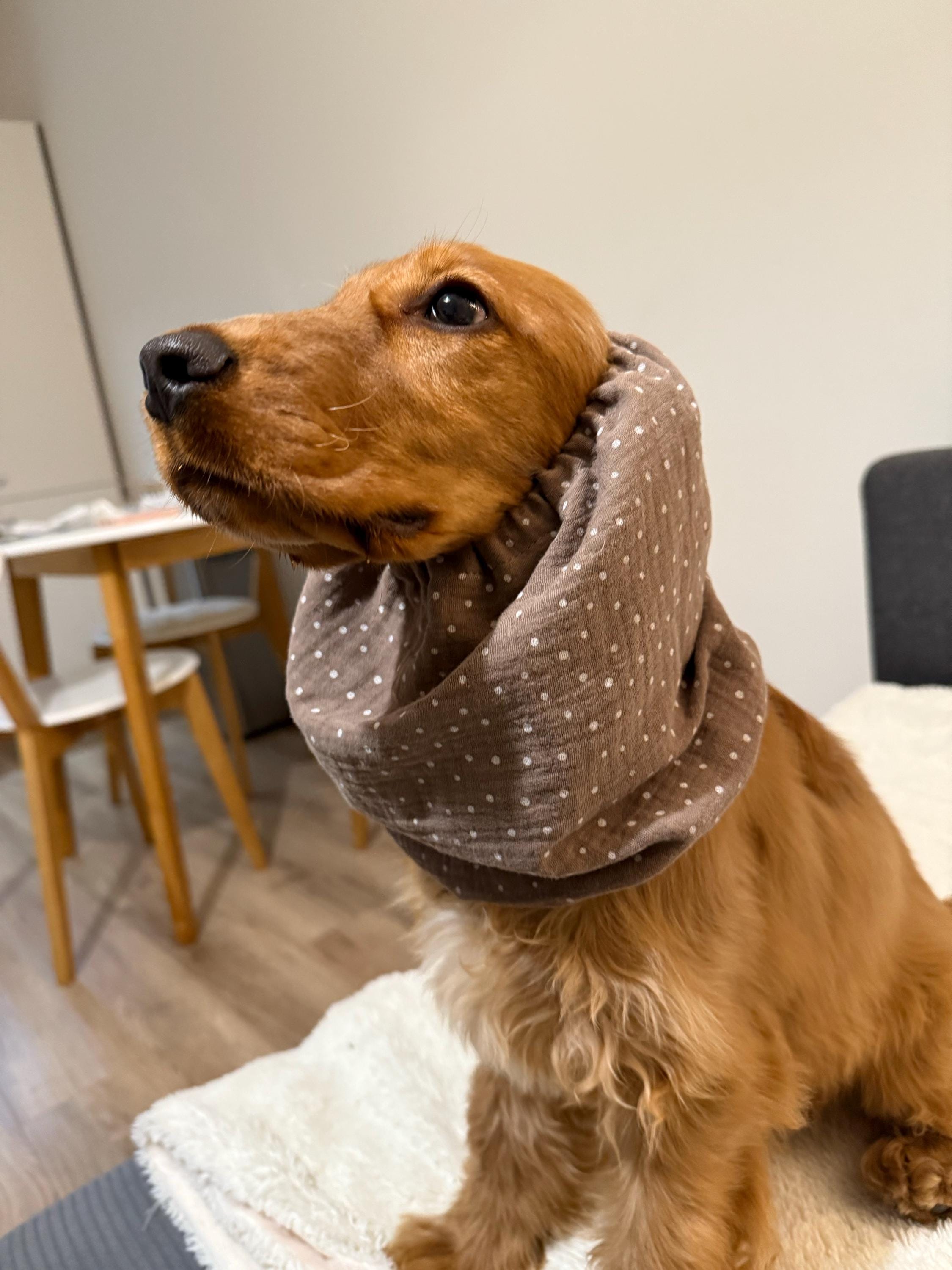 Cacao Breathable Muslin Dog Snood | Cocker Spaniel Cotton Summer Snood | Basset | Afghan | Cavalier | Setter | Springer Ear Cover