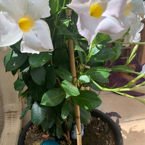 genyne added a photo of their purchase