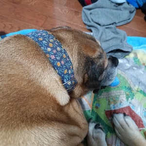 Martingale Hundehalsband Mit Schnellverschluss – Für Kleine Bis Große Hunde (Blaue Blumen, Größe L)