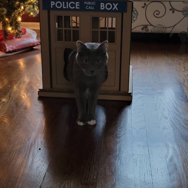 Dr. Who Tardis Cardboard Cat House Etsy UK