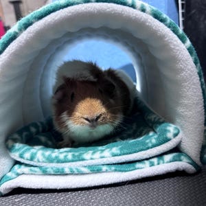 Animal Cage Guinea Pig Cage In Bedroom Small Animal Hanging Bed