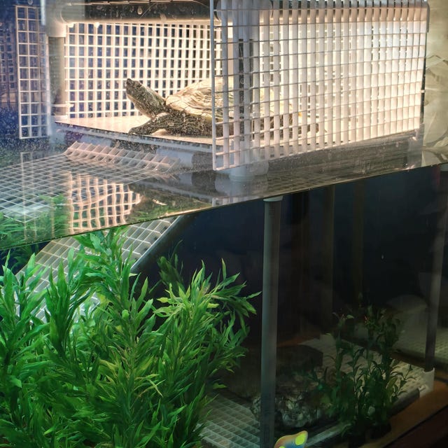 Leuke vissen in aquariumtank geschikt voor de kleurplaat vectorillustratie van kinderen