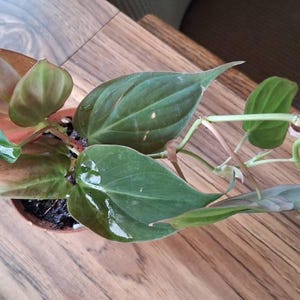 TheHopefulJinx added a photo of their purchase