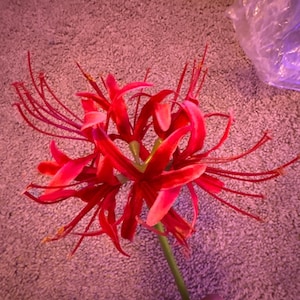 Isabella added a photo of their purchase