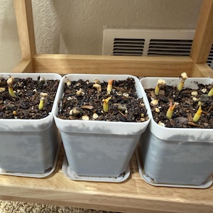 Comprador de Etsy ha añadido una foto de su compra